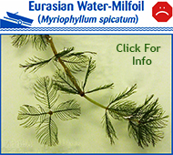 Eurasian Water Milfoil